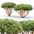 Lush Green Trees With Branching Trunks And Dense Green Foliage