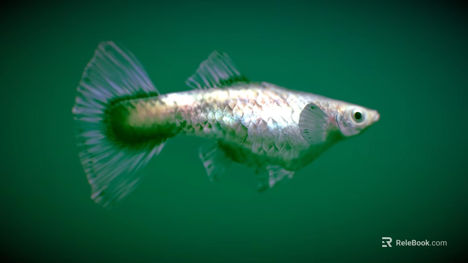 Beautiful Silver Small Fish With Transparent Fins Swimming In Green Water 3d model 