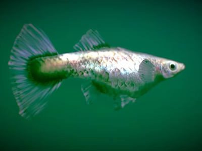 Beautiful Silver Small Fish With Transparent Fins Swimming In Green Water 3d model