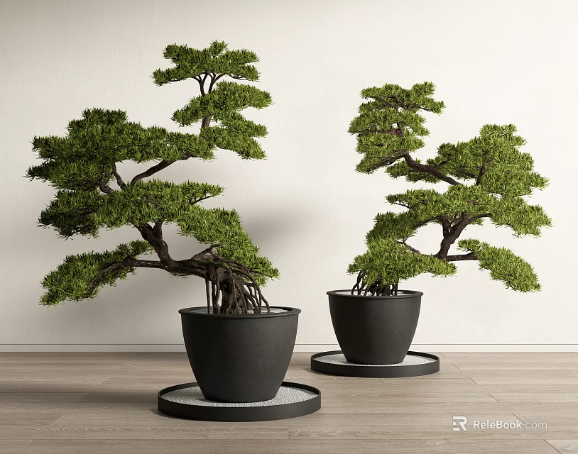Two Bonsai Trees in Black Pots with Round Base Plates on Wooden Floor 3d model 