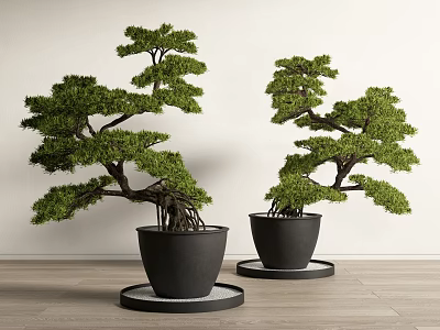Two Bonsai Trees in Black Pots with Round Base Plates on Wooden Floor 3d model