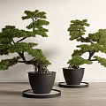 Two Bonsai Trees in Black Pots with Round Base Plates on Wooden Floor