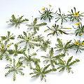 Fresh Green Leafy Plants With Bright Yellow Flowers On White Background