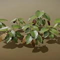 Lush Green and Brown Plant Leaves With Large Visible Veins and Shadows on Brown Background