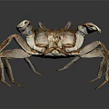 Brown Crab With Large Claws And Textured Shell On Dark Reflective Surface 3d model