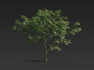Isolated Tall Tree With Lush Green Foliage And Brown Trunk On Dark Background 3d model