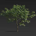 Isolated Tall Tree With Lush Green Foliage And Brown Trunk On Dark Background