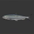 Fresh Silver Salmon With Blue Spots And Shiny Appearance Isolated On Gray Background