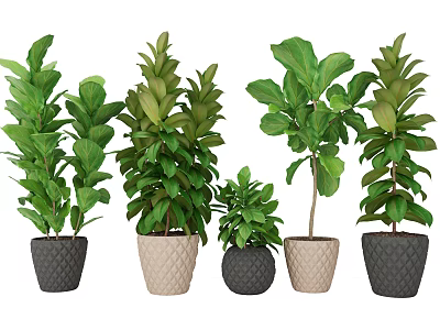 Lush Green Bonsai Potted Plants With Black And Beige Textured Pots 3d model