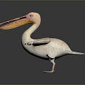 White Pelican Spreading Wings on Dark Reflective Surface with Soft Lighting 3d model