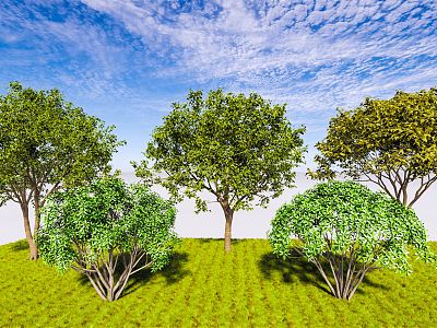 Modern Tree Single-Pole Osmanthus Blossoms and Cushes Osmanthus Four Seasons Osmanthus Cinnamon Landscape Evergreen Tree model