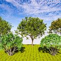 Modern Tree Single-Pole Osmanthus Blossoms and Cushes Osmanthus Four Seasons Osmanthus Cinnamon Cinnamon Cinnamon Landscape Evergreen Tree 3d model