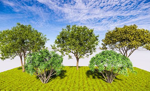 Modern Tree Single-Pole Osmanthus Blossoms and Cushes Osmanthus Four Seasons Osmanthus Cinnamon Landscape Evergreen Tree 3d model