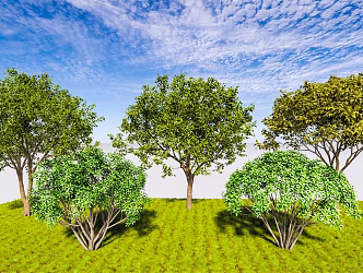 Modern Tree Single-Pole Osmanthus Blossoms and Cushes Osmanthus Four Seasons Osmanthus Cinnamon Landscape Evergreen Tree 3d model