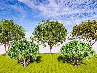 Modern Tree Single-Pole Osmanthus Blossoms and Cushes Osmanthus Four Seasons Osmanthus Cinnamon Landscape Evergreen Tree 3d model