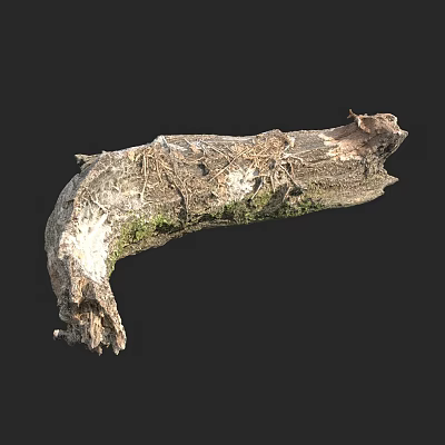 trunk wood dead wood dead tree stump 3d model trunk wood dead wood dead tree stump 3d model