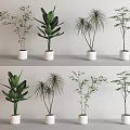 Various Types of Bonsai Potted Plants in White Pots for Indoor Display with Different Foliage