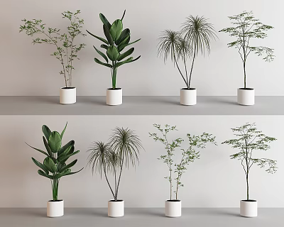 Various Types of Bonsai Potted Plants in White Pots for Indoor Display with Different Foliage 3d model