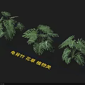 Lush Green Monstera Plants With Large Leaves For Indoor Flower And Plant Decor
