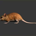 Mouse Wizard Mouse Warlock Cartoon Mouse Animation Mouse Animation Mouse Cartoon Character Cartoon Animal 3d model