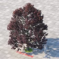 Arbor With Dark Purple Foliage Straight Trunk Green Base Gray Square Tiles Human Silhouette Scale