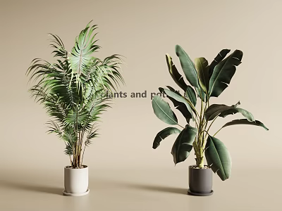 Potted Plants With Feathery And Broad Leaves In White And Gray Pots On Beige Background 3d model