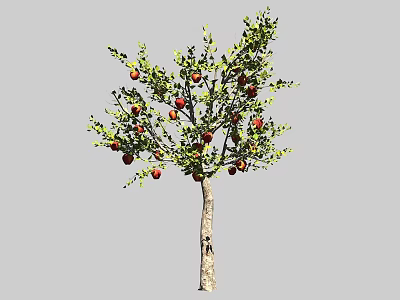 Healthy Arbor With Red Fruits And Green Leaves On Brown Trunk 3d model