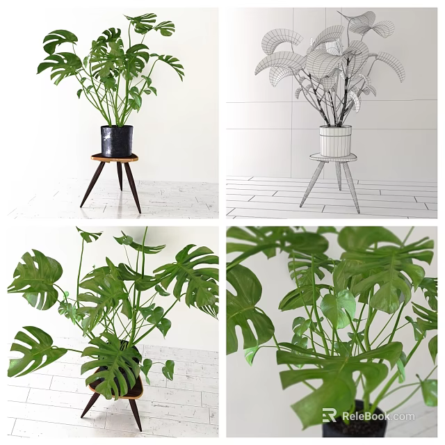 Potted Monstera Plant With Lush Green Leaves On Modern Stand For Indoor Decor 3d model 