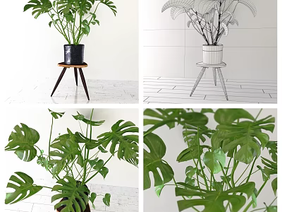 Potted Monstera Plant With Lush Green Leaves On Modern Stand For Indoor Decor 3d model