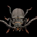 Large Black Flying Beetle With Long Antennae And Legs On Black Background