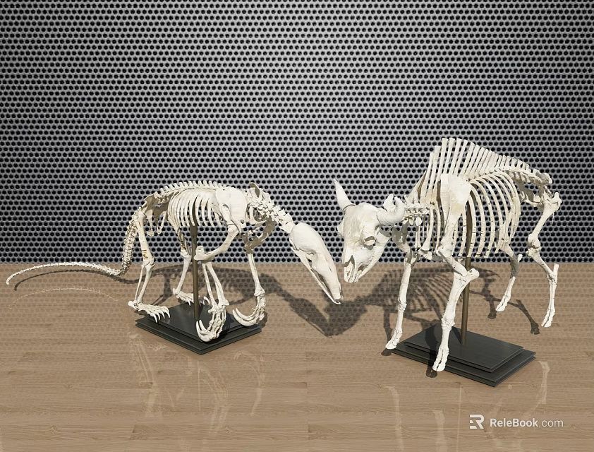 Medical Teaching Animal Skeleton Models With Black Bases And Grid Metal Background 3d model 