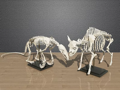 Medical Teaching Animal Skeleton Models With Black Bases And Grid Metal Background 3d model