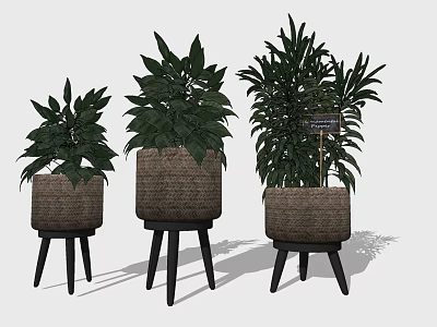 Bonsai Potted Plants In Wicker Baskets On Wooden Stands With Green Leaves 3d model