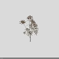 Golden Leaf Tree With White Trunk And Human Silhouette In Dark Background
