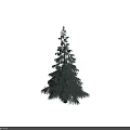 Tall Evergreen Arbor With Lush Foliage Vertical Growth Against Dark Background