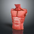 Human Torso Muscle Anatomy Model Showing Detailed Neck Chest Abdomen Muscular Structure