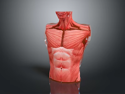 Human Torso Muscle Anatomy Model Showing Detailed Neck Chest Abdomen Muscular Structure 3d model