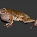 Brown Spotted Frog With Inflated Throat And Detailed Skin On Reflective Surface