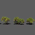 Different Varieties of Green Leaf Shrubs with White Blooms in a Row