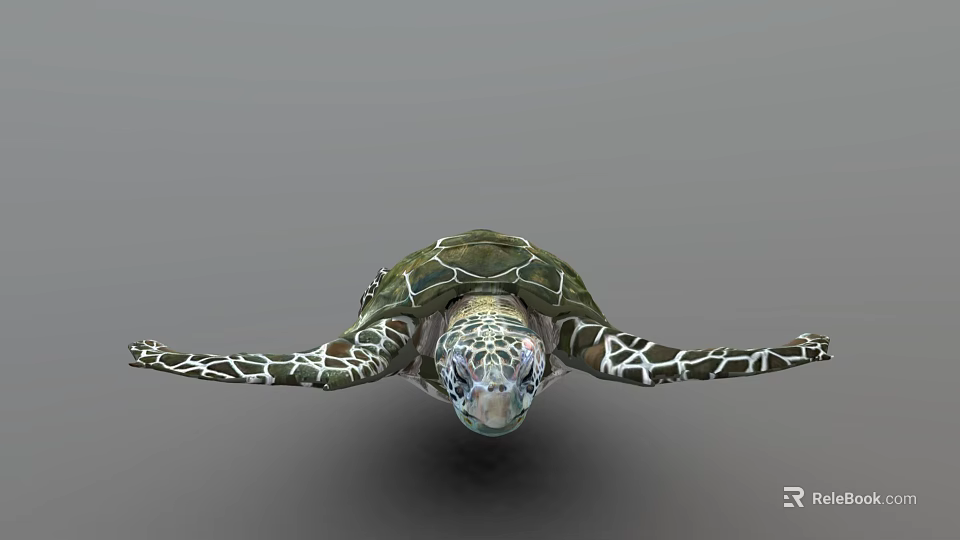 Green Sea Turtle With Patterned Carapace And Extended Flippers On Gray Background 3d model 