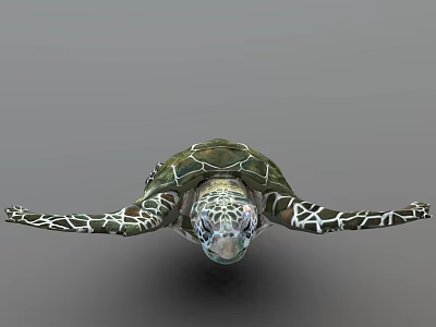 Green Sea Turtle With Patterned Carapace And Extended Flippers On Gray Background 3d model