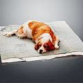 Brown and white dog resting comfortably on light gray mat with gray background