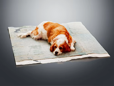 Modern Dog Border Pastoral 3d model