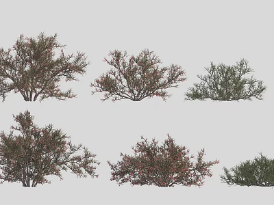Various Types of Ornamental Shrubs for Garden Landscaping and Outdoor Design 3d model