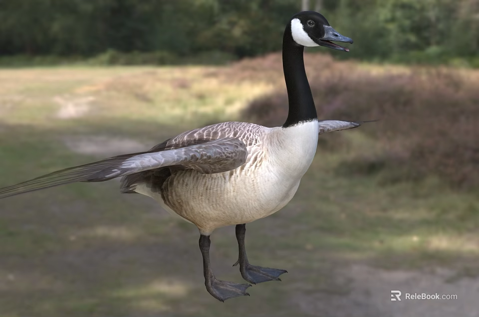 Canada Goose Aquatic Bird Standing With Spread Wings On Grassy Field And Trees Background 3d model 