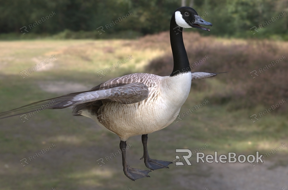 Canada geese Canada geese biological animals model