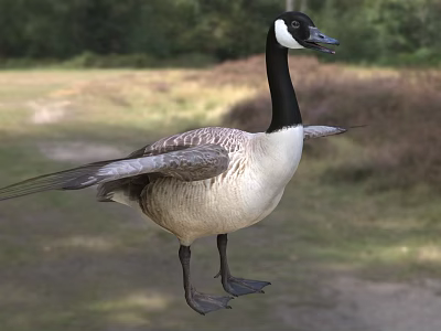 Canada Goose Aquatic Bird Standing With Spread Wings On Grassy Field And Trees Background 3d model