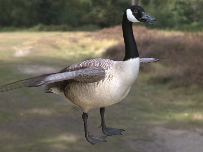 Canada geese Canada geese biological animals model