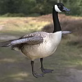 Canada Goose Aquatic Bird Standing With Spread Wings On Grassy Field And Trees Background