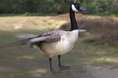 Canada geese Canada geese biological animals 3d model